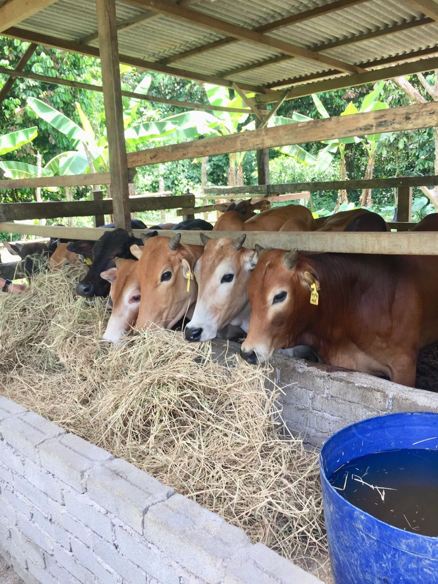 Sapi sehat di peternakan